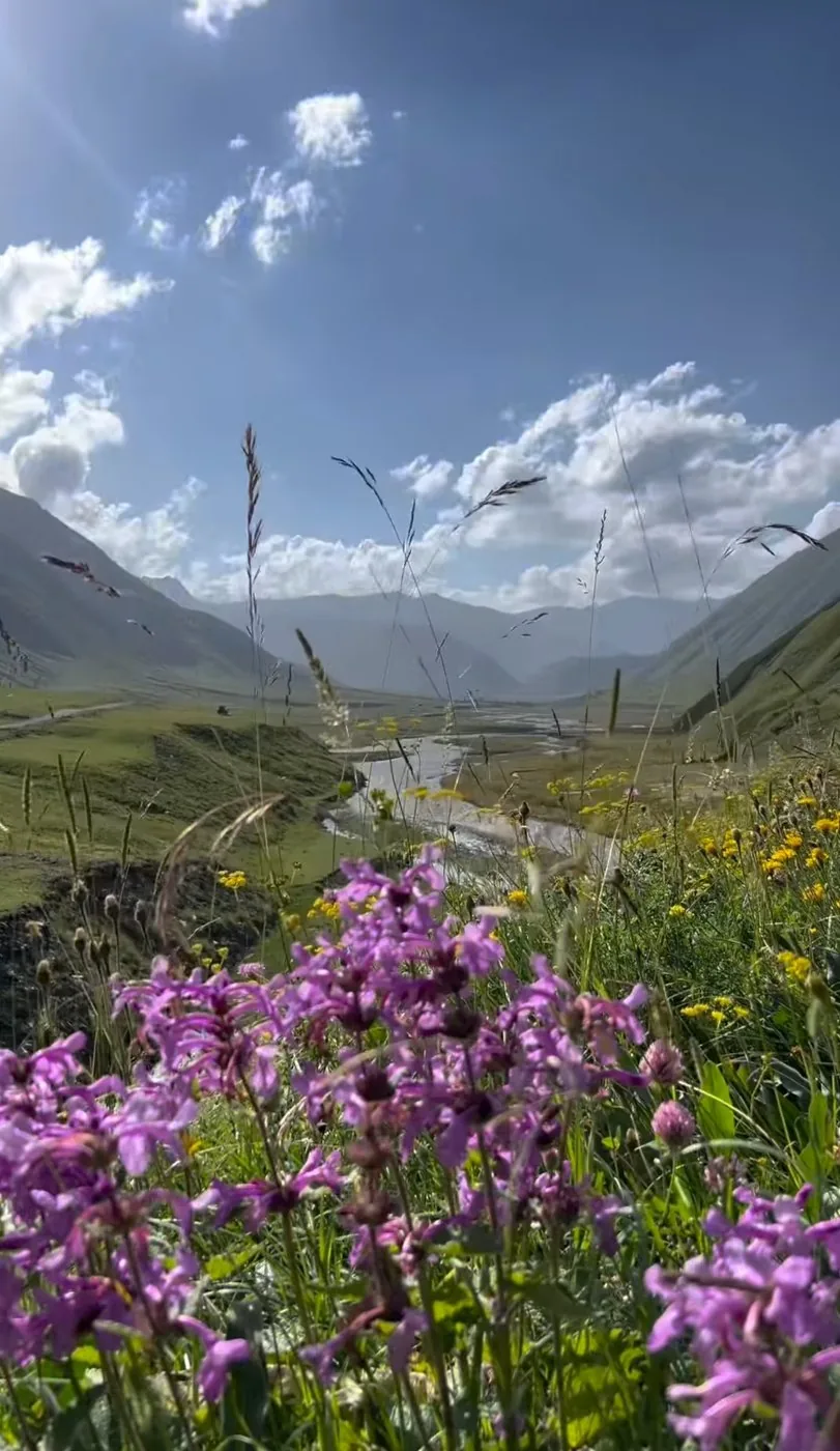 Purple wildflowers on a hillside above a mountain valley