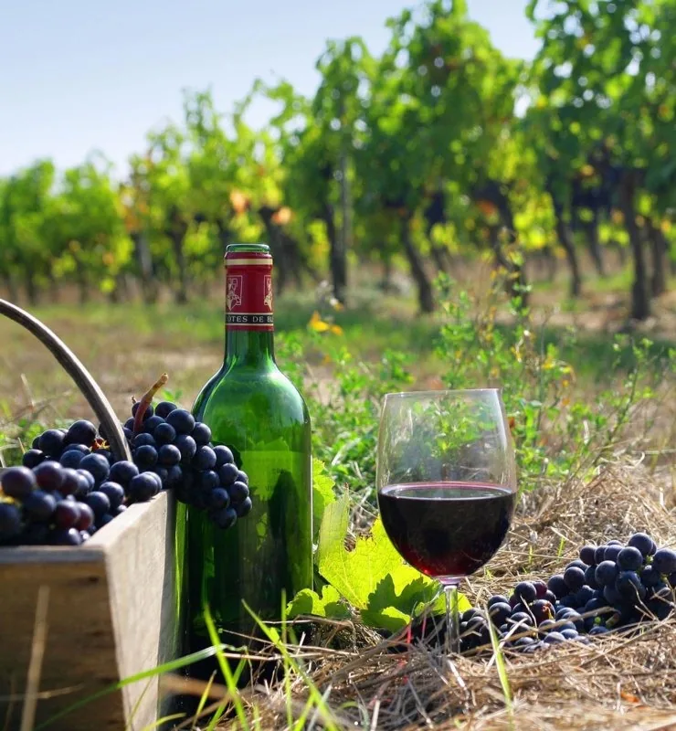 Bottle of red wine and grapes on a table in a Kakheti vineyard